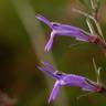 Fotografia 15 da espécie Lobelia urens do Jardim Botânico UTAD