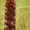 Fotografia 8 da espécie Orobanche foetida do Jardim Botânico UTAD