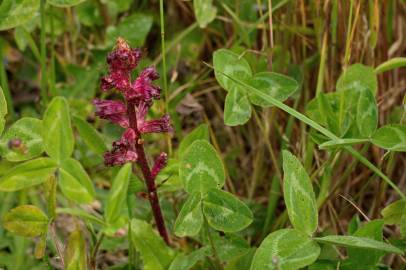 Fotografia da espécie Orobanche foetida