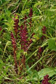 Fotografia da espécie Orobanche foetida