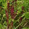 Fotografia 11 da espécie Orobanche foetida do Jardim Botânico UTAD