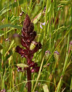 Fotografia 12 da espécie Orobanche foetida no Jardim Botânico UTAD