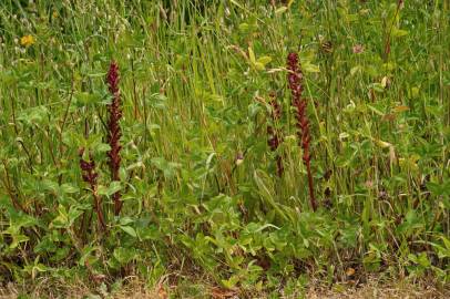 Fotografia da espécie Orobanche foetida