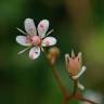 Fotografia 11 da espécie Saxifraga spathularis do Jardim Botânico UTAD