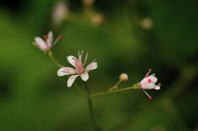 Fotografia da espécie Saxifraga spathularis