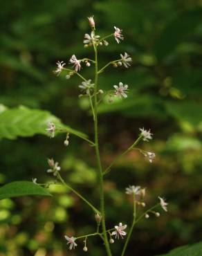 Fotografia 15 da espécie Saxifraga spathularis no Jardim Botânico UTAD