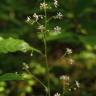 Fotografia 15 da espécie Saxifraga spathularis do Jardim Botânico UTAD