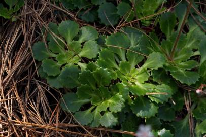 Fotografia da espécie Saxifraga spathularis