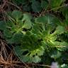 Fotografia 16 da espécie Saxifraga spathularis do Jardim Botânico UTAD