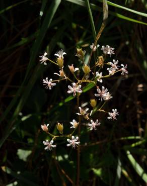 Fotografia 19 da espécie Saxifraga spathularis no Jardim Botânico UTAD