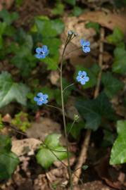 Fotografia da espécie Omphalodes nitida