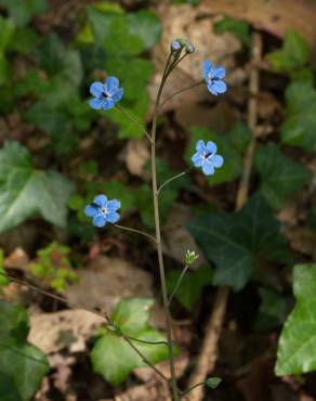 Fotografia 5 da espécie Omphalodes nitida no Jardim Botânico UTAD