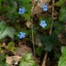 Fotografia 5 da espécie Omphalodes nitida do Jardim Botânico UTAD