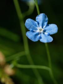 Fotografia da espécie Omphalodes nitida