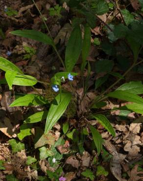 Fotografia 7 da espécie Omphalodes nitida no Jardim Botânico UTAD