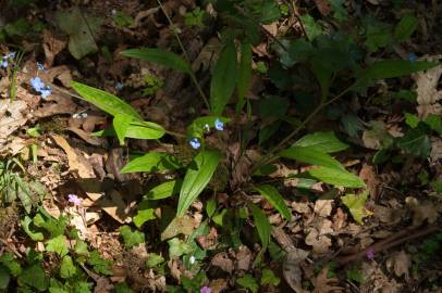 Fotografia da espécie Omphalodes nitida