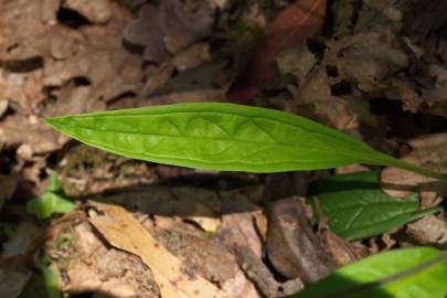 Fotografia da espécie Omphalodes nitida