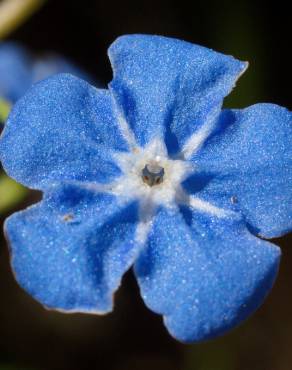 Fotografia 9 da espécie Omphalodes nitida no Jardim Botânico UTAD