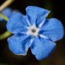 Fotografia 9 da espécie Omphalodes nitida do Jardim Botânico UTAD