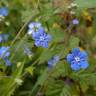 Fotografia 10 da espécie Omphalodes nitida do Jardim Botânico UTAD