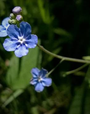 Fotografia 13 da espécie Omphalodes nitida no Jardim Botânico UTAD