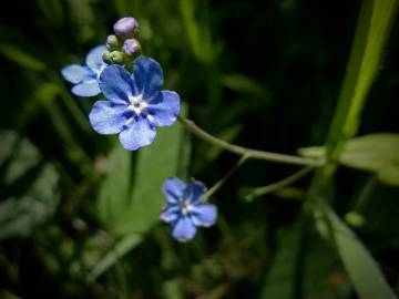 Fotografia da espécie Omphalodes nitida