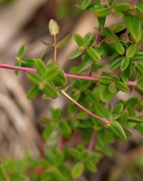 Fotografia 12 da espécie Hypericum pulchrum no Jardim Botânico UTAD