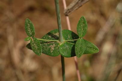 Fotografia da espécie Hypericum pulchrum