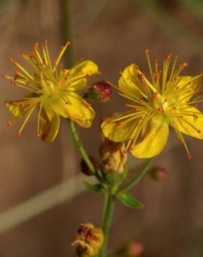 Fotografia 15 da espécie Hypericum pulchrum no Jardim Botânico UTAD