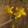 Fotografia 15 da espécie Hypericum pulchrum do Jardim Botânico UTAD