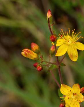 Fotografia 16 da espécie Hypericum pulchrum no Jardim Botânico UTAD