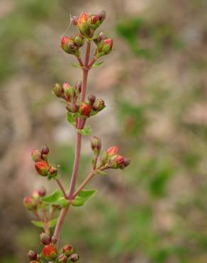 Fotografia 17 da espécie Hypericum pulchrum no Jardim Botânico UTAD