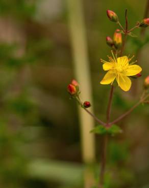 Fotografia 18 da espécie Hypericum pulchrum no Jardim Botânico UTAD