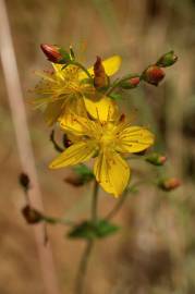 Fotografia da espécie Hypericum pulchrum