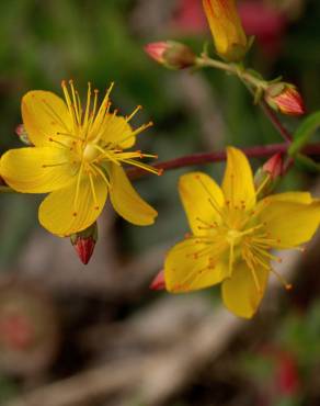 Fotografia 1 da espécie Hypericum pulchrum no Jardim Botânico UTAD