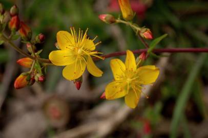 Fotografia da espécie Hypericum pulchrum