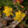 Fotografia 1 da espécie Hypericum pulchrum do Jardim Botânico UTAD