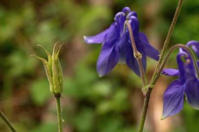 Fotografia da espécie Aquilegia vulgaris subesp. vulgaris