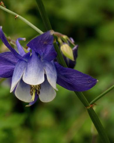 Fotografia de capa Aquilegia vulgaris subesp. vulgaris - do Jardim Botânico