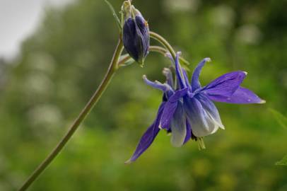 Fotografia da espécie Aquilegia vulgaris subesp. vulgaris