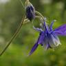 Fotografia 6 da espécie Aquilegia vulgaris subesp. vulgaris do Jardim Botânico UTAD