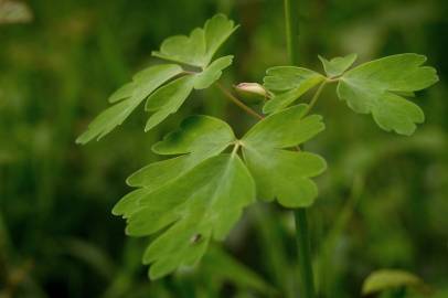 Fotografia da espécie Aquilegia vulgaris subesp. vulgaris