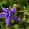 Fotografia 11 da espécie Aquilegia vulgaris subesp. vulgaris do Jardim Botânico UTAD