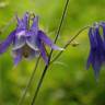 Fotografia 12 da espécie Aquilegia vulgaris subesp. vulgaris do Jardim Botânico UTAD