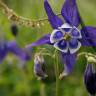 Fotografia 13 da espécie Aquilegia vulgaris subesp. vulgaris do Jardim Botânico UTAD