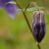 Fotografia 14 da espécie Aquilegia vulgaris subesp. vulgaris do Jardim Botânico UTAD