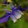 Fotografia 18 da espécie Aquilegia vulgaris subesp. vulgaris do Jardim Botânico UTAD