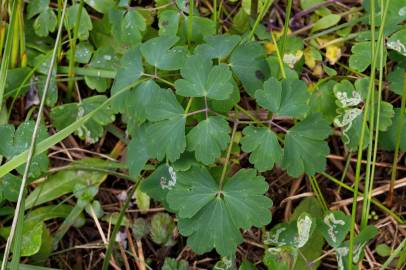 Fotografia da espécie Aquilegia vulgaris subesp. vulgaris