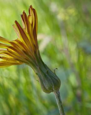 Fotografia 3 da espécie Scorzonera humilis no Jardim Botânico UTAD