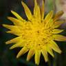 Fotografia 1 da espécie Scorzonera humilis do Jardim Botânico UTAD